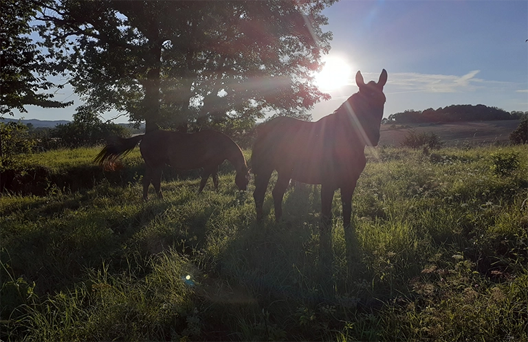 zdjęcie z koniem o zachodzie słońca