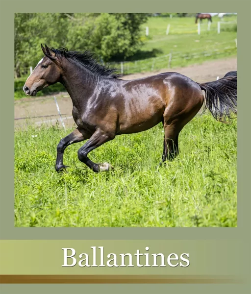 nasze-konie-ballantines