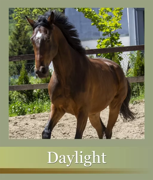 nasze-konie-daylight